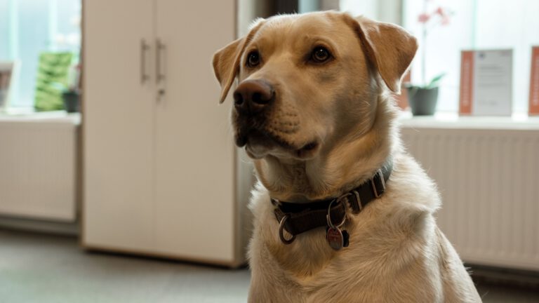 Bürohund von Dickmann Bedachungen